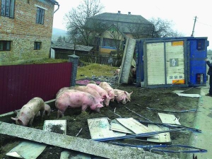 Фура перевернулася 4 березня в селі Соколівка Жидачівського району Львівської області. Перевозила 200 свиней. Частину з них зарізали, бо травмувалися