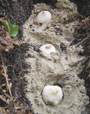 Різні сорти тюльпанів цвітуть із квітня до червня. Висаджувати краще за висотою стебла. Найвищі — найдалі, ближче — низенькі