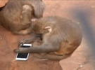 Мавпа в Китаї випробовувала смартфон