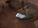 Мавпа в Китаї випробовувала смартфон