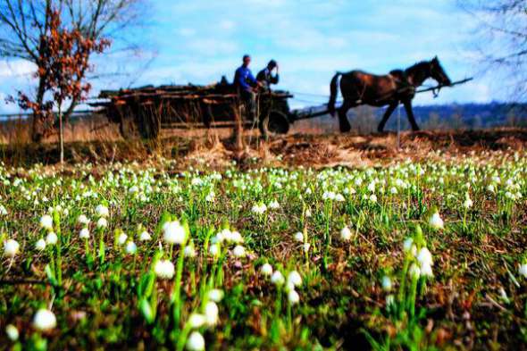 Селяни їдуть на підводі вздовж галявини з весняним білоцвітом у заповідному масиві ”Долина нарцисів” біля села Кіреші в Хустському районі Закарпатської області, 9 березня. В цей час там також цвітуть крокуси. Ці рослини внесені до Червоної книги