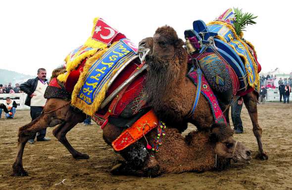 Верблюди б’ються на арені Памуджак під час фестивалю ”Сельчук-Ефес”. Щороку в турецьке місто Сельчук привозять сотні тварин. Їх тренують, щоб не боялися натовпу