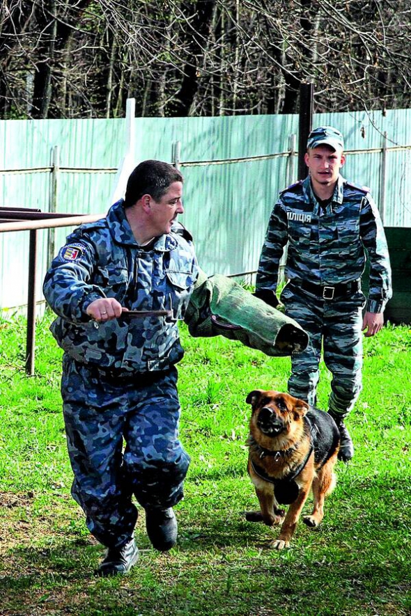 Кінолог зі службовим собакою демонструє затримання ”правопорушника” в обласному кінологічному центрі Національної поліції в Закарпатській області, 2 квітня