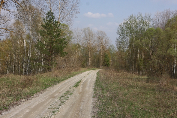 Дороги у селі Теремці. Ліворуч і праворуч зарослі ставки рибного господарства