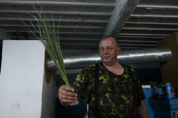 Трава зубрівка, який росте на болотах біля впадіння ріки Прип'яті і Дніпро