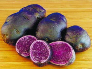 Фіолетову картоплю вивели американські вчені. З неї виходить пюре насиченого кольору і яскрава картопля-фрі