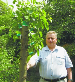 Сергій Синюк стоїть біля дерева, на якому він прищепив кілька сортів груш