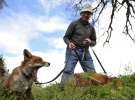 Пэтси Гиббонс подобрал в лесу двух травмированных лисиц. Вылечил их, и теперь они живут вместе с ним. Килкенни, Ирландия, 25 апреля 2016
