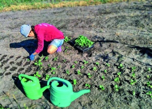 Ірина Чернецова саджає листову капусту бок-чой на своїй ділянці в селі Андріївка Бориспільського району на Київщині. Половину вирощених овочів родина продає столичним ресторанам