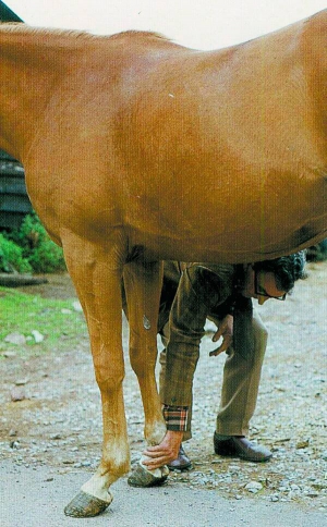 Заворот кишок — найпоширеніша хвороба коней. Коли стався напад, роблять промивання шлунка, застосовують знеболювальні ліки