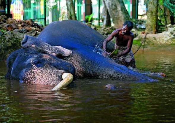 Чоловік миє слона у буддистському храмі в Коломбо. Тварина йтиме попереду святкової ходи