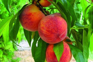 Персик садять у сонячному місці. Поливають його, як інші дерева в саду, коли ­під­сихає земля