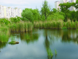 Озеро Качине на розі вулиці Здолбунівської та проспекту Григоренка глибиною п’ять метрів. У водоймі плавають качки та риба