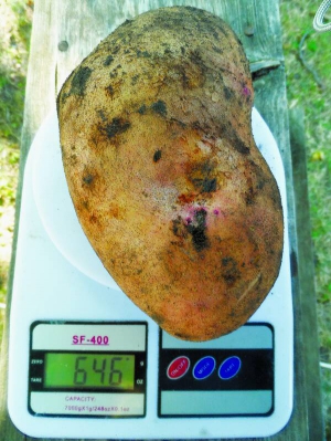 Завдяки добривам з калієм картопля виростає більшою.Смачніша і краще зберігається 