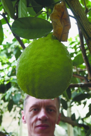Лимон сорту Київський карлик має товстошкурі плоди завважки 600–700 грамів