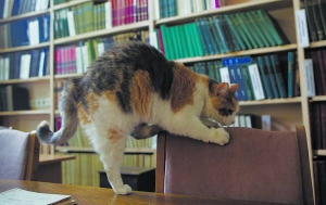 Кішка Киця гострить кігті об ­стілець у столичному Інституті зоології. Живе тут п’ять років
