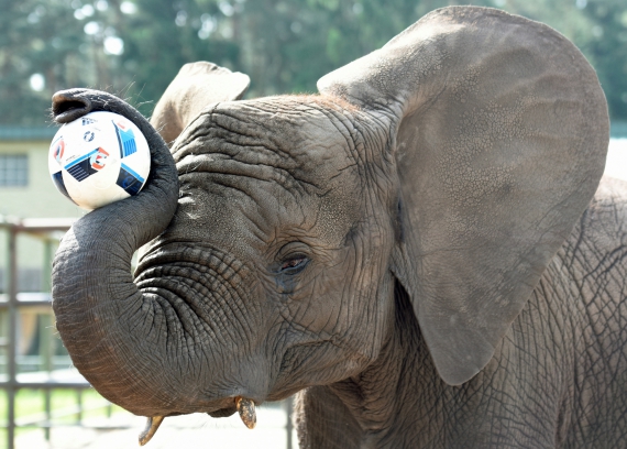 Євро-2016. Слон-провісник у сафарі-парку Ходенхагена (Німеччина) напередодні матчу Україна-Німеччина, 10 червня 2016