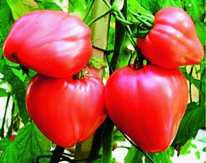 Найбільший помідор сорту Волове серце городника Віктора ­Придибайла заважив 800 грамів