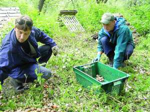 Киянин Дмитро Бутенко (ліворуч) допомагає робітникам збирати равликів на своїй фермі в місті Козятин на Вінниччині. Бізнес почав п’ять років тому. Раніше планував розводити кролів