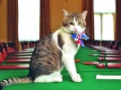 Ларрі є третім котом на посаді мишолова. Попередніх звільняли зі зміною прем’єр-міністра