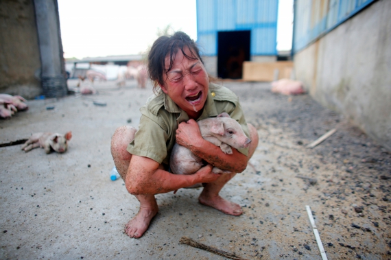 Женщина и спасенный во время наводнения поросенок. Сяогань, Китай, 22 июля 2016