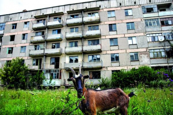 У дворах п’ятиповерхівок ростуть бур’яни – селяни Липняжки випасають там домашніх тварин