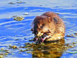 Збудник лептоспірозу міститься в щурячій сечі. Заразитися можна у водоймах зі стоячою водою