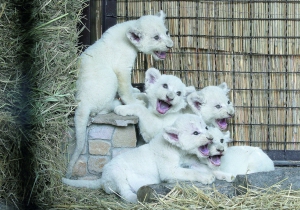 Білі левенята сидять у клітці зоопарку ”12 місяців” у селі Демидів на Київщині. Народилися у п’ятирічних левів Іванни та Людвіга