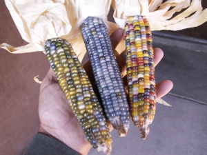Попкорнова кукурудза має різнокольорові качани — чорні, темно-вишне­ві, жовті та білі. Порівняно з кормовою у неї нижче стебло