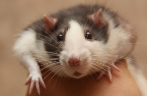  Крысы в трусах не дают потомство