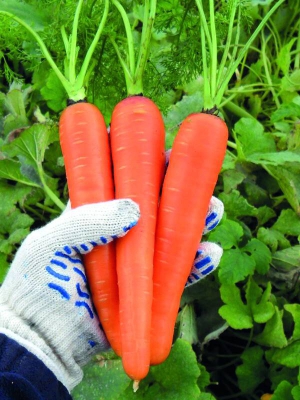 Посіяна в жовтні морква дасть урожай наприкінці травня