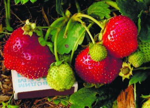 Суперранній сорт полуниці Олівія виведений українськими селекціонерами. На кущі по 70–80 ягід. Полуниця велика — по 35–40 грамів