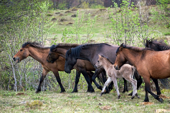Карпатські коні знову з’явилися на українських землях після загрози повного зникнення