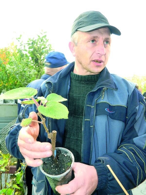 Садівник Олександр Шевчук: ”Ківі плодоносить на третій-четвертий рік. Найурожайніший — сорт Хеверд”