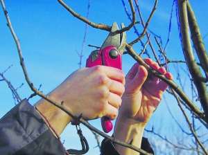 Попелиці, метелики та молі відкладають яйця на гілках дерев. Щоб по­збутися їх, пошкоджені пагони зрізають