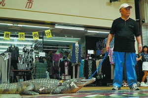 65-річний Нобуміцу Мурабаяші вигулює каймана на вулицях Хіросіми. Щороку запрошує ветеринара оглянути тварину. Востаннє той сказав, що крокодил проживе ще років 20