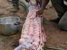 Змеиные яйца в Нигерии считают деликатесом