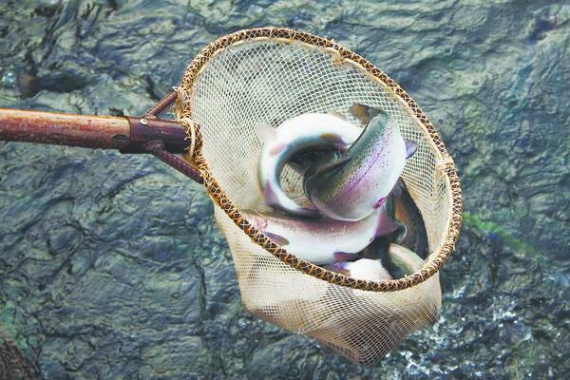 Торік у верхню водойму Дністровської ГАЕС випустили 300 кілограмів ­сріблястої форелі. Нині маса риби досягла трьох тонн