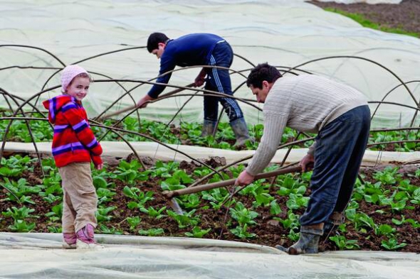 У селі Заріччя Іршавського району на Закарпатті у квітні готуються до врожаю капусти. Її вирощують навколо села на 400 гектарах теплиць, вкритих плівкою. Щоб зібрати врожай першими, люди сіють капусту в новорічні свята