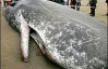 16-метровый кашалот умер на китайском пляже