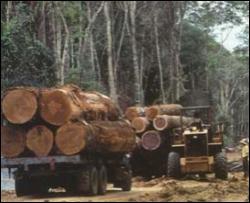 У Бразилії заборонили вирубування лісу в Амазонії