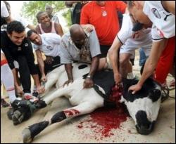 Игроки сборной Египта принесли в жертву корову