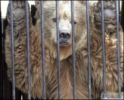 Мертвого медведя 2 недели демонстрировали в киевском зоопарке