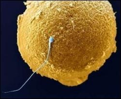 Вчені одержали сперму з жіночих клітин