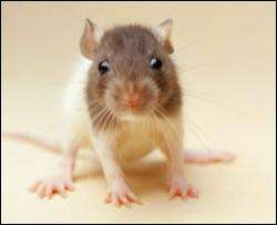 Учені дізналися про причину посмикування вусів у пацюків