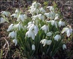 Правоохоронці штрафують браконьєрів, які знищують рідкісні квіти