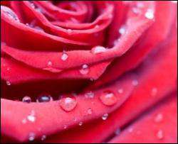 Іранська жінка відсудила у чоловіка 124 тисячі яскраво-червоних троянд