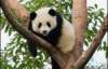 Генетики намерены расшифровать геном панды