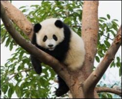 Генетики розшифрують геном панди