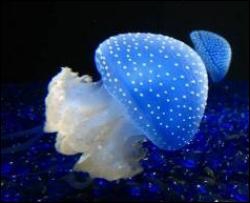 Ученые обнаружили огромных медуз в Антарктике